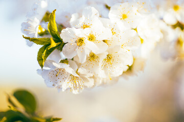 Obraz premium Cherry flowers in bloom in spring, on a sunny day.