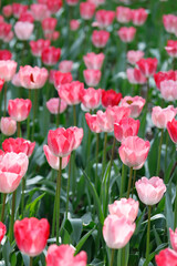 Fototapeta premium Field of blooming pink tulips in spring