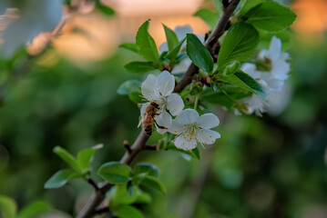 branch of a tree