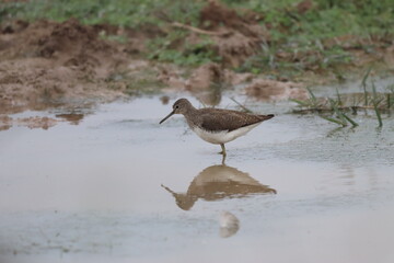 Sandpiper in lake