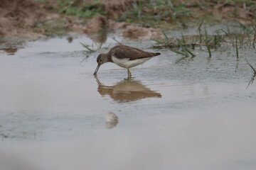 Sandpiper in lake