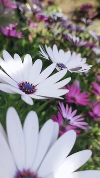 White Osteospermum, commonly known as the African Daisy or Cape Daisy, is a striking flowering plant known for its daisy-like blooms with pristine white petals