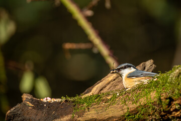 Environmental portrait of a Eurasian Nuthatch in the forest.