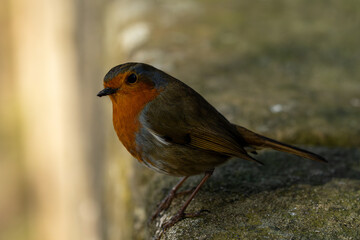 Environmental portrait of European Robin, Erithacus rubecula perched own a stone wall.
