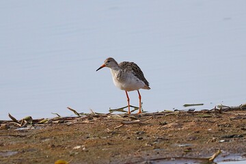 Sandpiper in lake