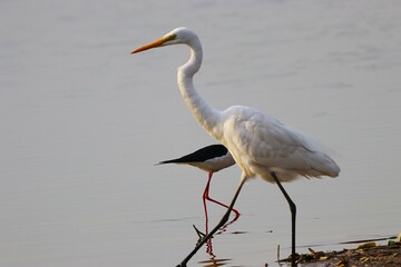 Great Egret