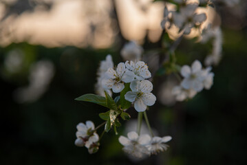 flower in the garden