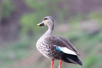 Spot billed duck