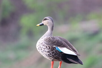 Spot billed duck