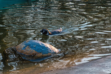 penguin on a rock