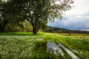 Beautiful rice fields in the plains of Chamusca - Ribatejo - Portugal