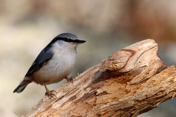 Obraz premium Nuthatch