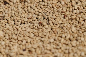 Freshly picked coffee beans from the farm are being dried in the sun before being roasted.