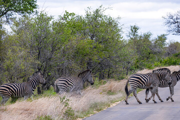 Group of zebras crossing the road. Kruger National Park Safari