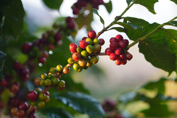 Obraz premium Coffee beans borne on trees in farms and gardens, raw coffee beans in the growing season and drops of water in the morning.