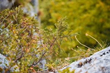 A small tree with green leaves is growing on a rocky hillside. The image has a peaceful and serene mood, as the tree stands out against the rocky terrain