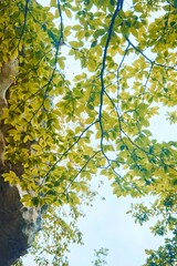 A tree with leaves that are yellow and brown. The tree is in a forest
