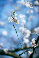 cherry blossom in spring