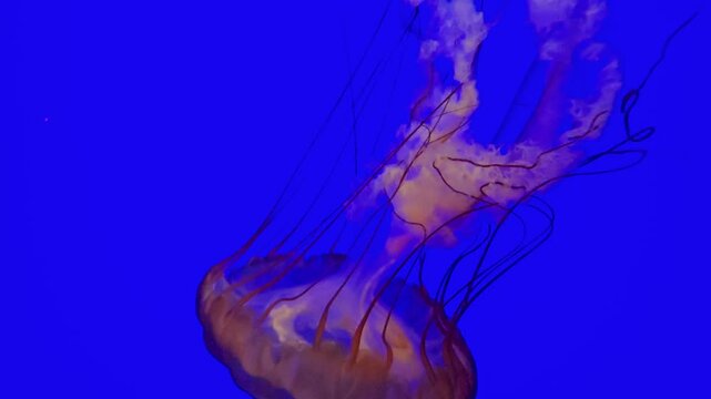 footage of beautiful jellyfish swimming in a tank at OdySea Aquarium in Scottsdale Arizona USA