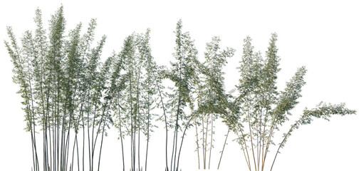 Set of Phyllostachys reticulata (giant timber bamboo) frontal isolated png on a transparent background perfectly cutout high resolution