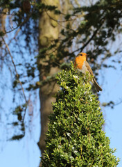 Closeup of a Robin perched on a Box plant, Derbyshire England

