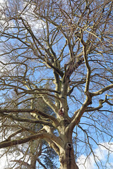 Closeup of a Beech tree in winter, Derbyshire England
