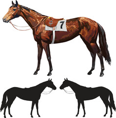 Racing arab horse illustration.eps