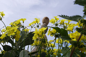 Natura
