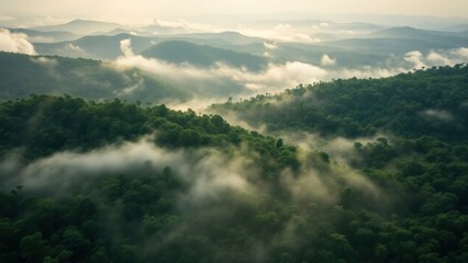 View of the trees from above which are full of green trees and thin mist