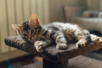 Obraz premium Young cute bengal kitten laying on a soft cat's shelf of a cat's house indoors.