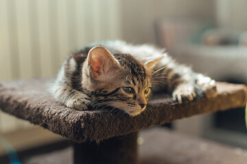 Young cute bengal kitten laying on a soft cat's shelf of a cat's house indoors.