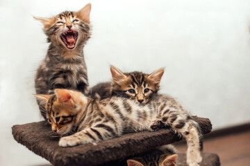 Three young cute bengal kittens laying on a soft cat's shelf of a cat's house indoors.
