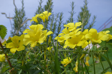 Obraz premium Natura