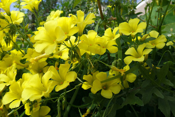Natura