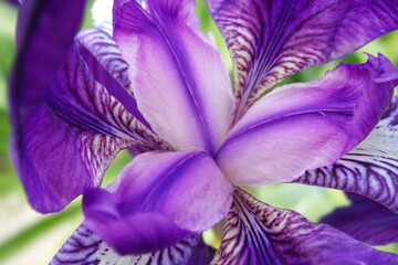 Natura