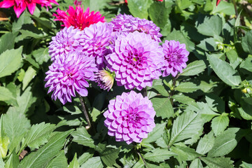 Beautiful dahlia flowers in the park.