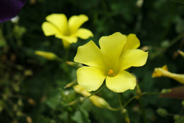 Natura