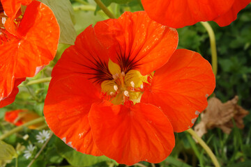 Fototapeta premium Natura