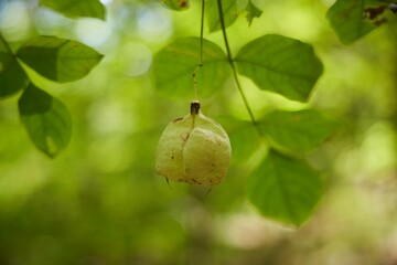 The fruit of the pinnate cloverleaf on the branch.