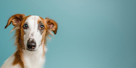 Borzoi dog on minimalistic colorful background with Copy Space. Perfect for banners, veterinary ads, pet food promotions, and minimalist designs.