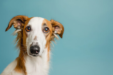 Borzoi dog on minimalistic colorful background with Copy Space. Perfect for banners, veterinary ads, pet food promotions, and minimalist designs.
