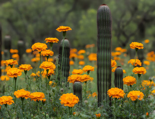 a field of vibrant orange marigolds in full bloom,