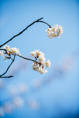 cherry blossom in spring