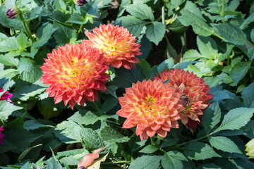 Beautiful dahlia flowers in the park.