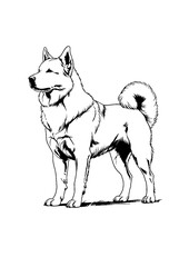 Thai bangkaew dog black and white drawing .A drawing of a dog standing on its hind legs .

