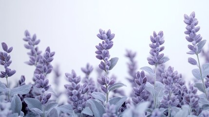 Obraz premium Vibrant New Mexican purple sage backdrop with delicate floral details on a white background. Ideal for music video settings, artistic productions, and decorative design concepts.