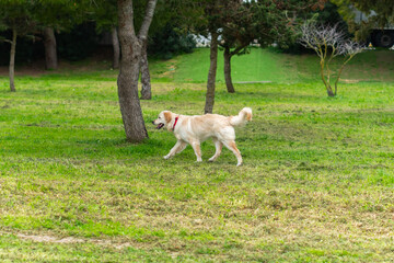Obraz premium Happy Golden Retriever in motion. Funny running dog in a green spring meadow in Malta. Long haired canine animal. Selective focus on the pet, blurred background.