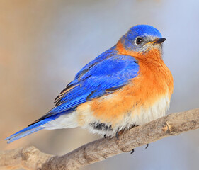 Bluebird perched on the branch tree in the forest, Montreal, Canada