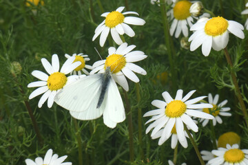Natura