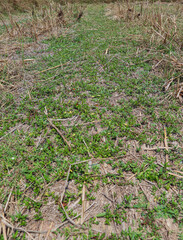 Close-Up View of Green Path in Dry Field
